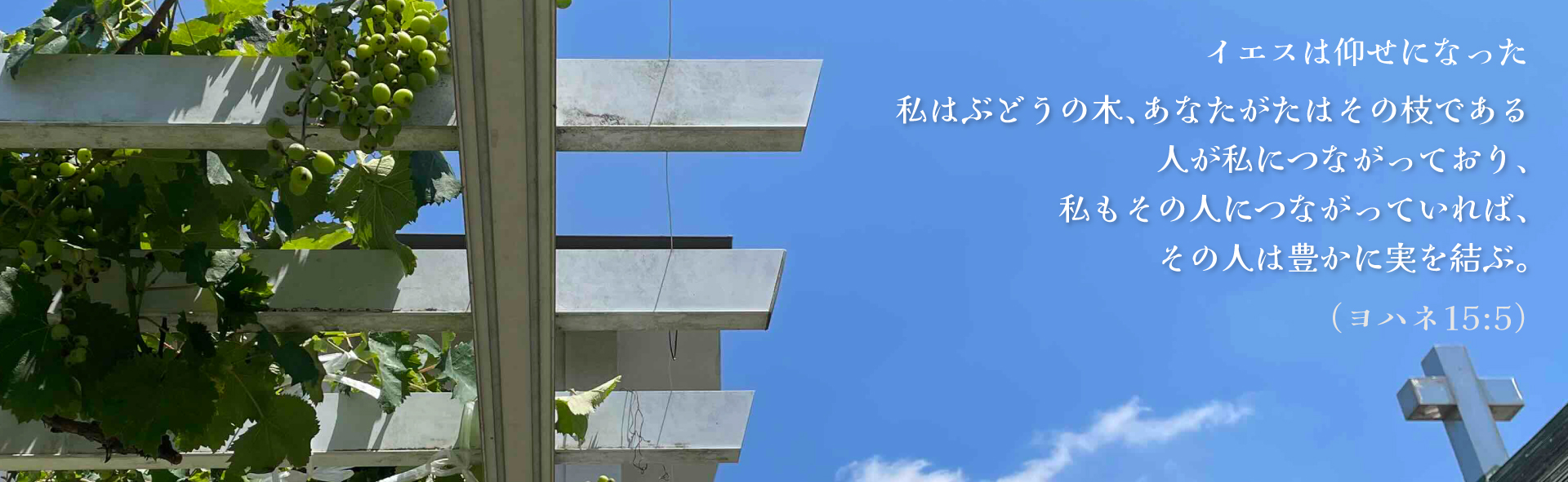 私はぶどうの木、あなたがたはその枝である人が私につながっており、私もその人につながっていれば、その人は豊かに実を結ぶ。